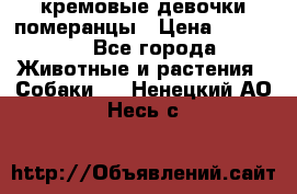 кремовые девочки померанцы › Цена ­ 30 000 - Все города Животные и растения » Собаки   . Ненецкий АО,Несь с.